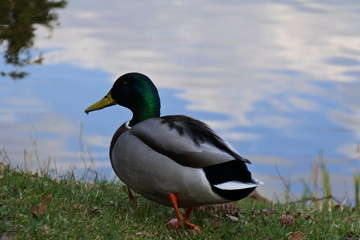 Spring in den Himmel