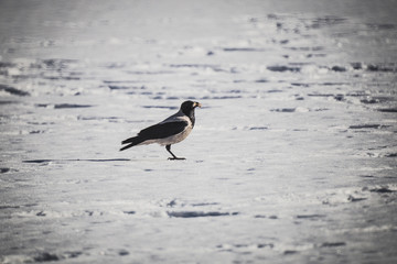 crow seeks food on a warm spring day