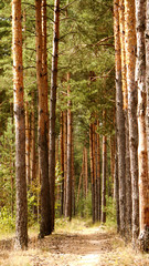 Fototapeta premium forest in autumn