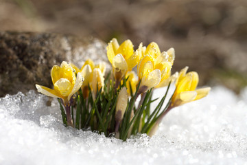 Crocuses yellow blossom on a spring sunny day in the open air. Beautiful primroses against a background of brilliant white snow.