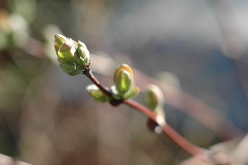 Pąk jagoda kamczacka © Ireneusz