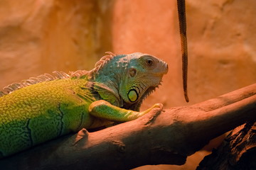 The iguana lizard sits on the wood.