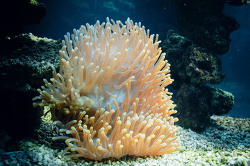 Exotic underwater coral colony.