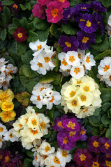 Colorful flowers of Primrose (Primula).