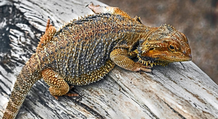 Bearded dragon on the beam. Latin name - Amphibolurus vitticeps