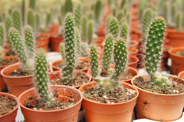 Selected focused on a group of small and colourful cactus planted in small plastic pots. The cactus will be used as indoor decoration. Sale to the customer as income for farmers.   
