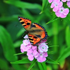 Butterfly Urticaria and Pink Flower