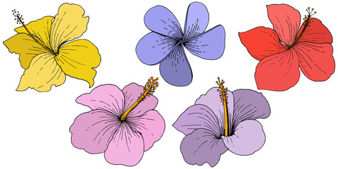 Vector Hibiscus floral tropical flowers. Engraved ink art. Isolated hibiscus illustration element on white background.