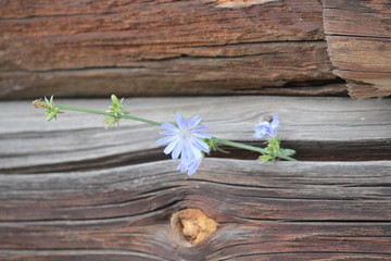 chicory flower on the background of the log wall