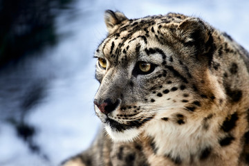 Closeup portrait of a snow leopard