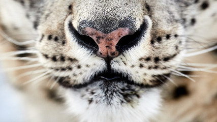 Closeup portrait d& 39 un léopard des neiges