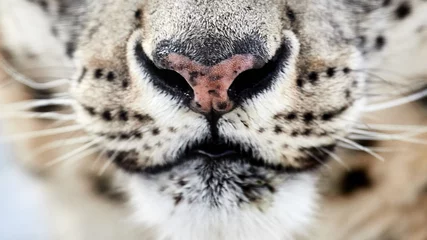 Gordijnen Close-upportret van een sneeuwluipaard © Savory