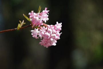 Viburnum bodnantense Charles Lamont Arrowwood tree blossom