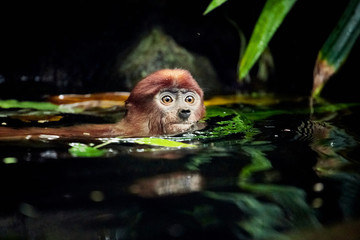 Cub monkeys Nasalis larvatus playing in the water and in the trees.