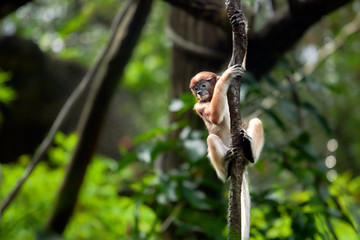 Cub monkeys Nasalis larvatus playing in the water and in the trees.
