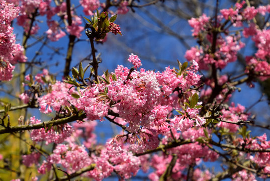 Viburnum bodnantense Charles Lamont Arrowwood tree blossom