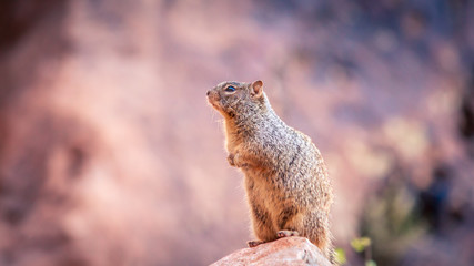 squirrel on grand canyon