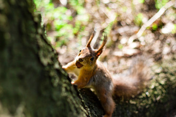 Squirrel with a nut in his teeth