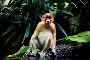 Cub monkeys Nasalis larvatus playing in the water and in the trees.
