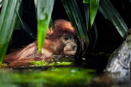 Cub monkeys Nasalis larvatus playing in the water and in the trees.