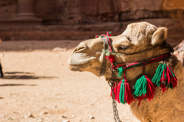 camel smiling animal profile portrait in unfocused desert background wallpaper pattern with empty copy space