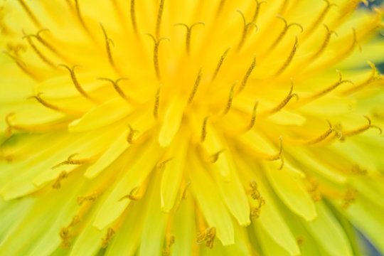 a yellow dandelion in macro picture