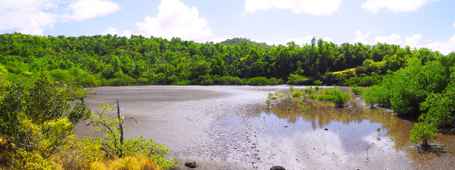 mangrove of the peninsula of Caravelle in Martinique. FWI