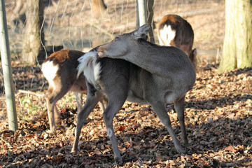 Hirschkuh