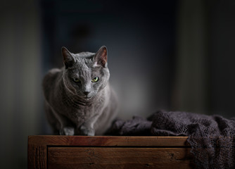 Russian Blue Cat