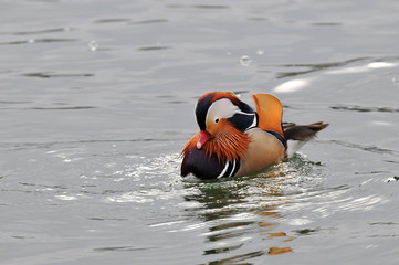 mandarin