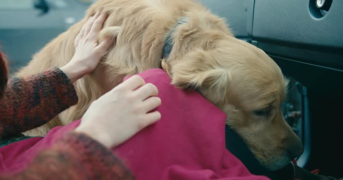 Young woman petting a dog in a car