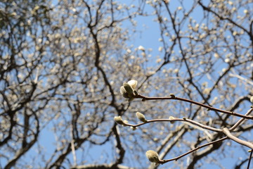 Spring.