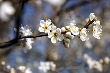 Obstbaumblüten