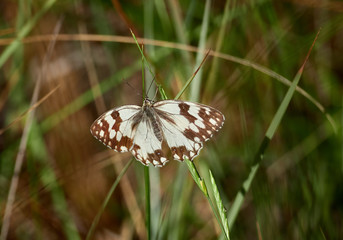 Spanish Marbled White perched in some bushes, near the town of Almansa, Spain