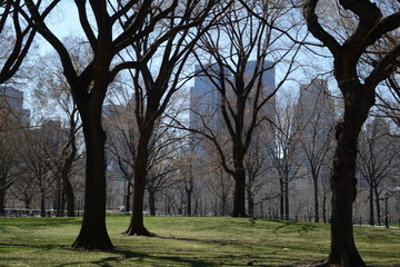Fototapeta premium Central park, New York.