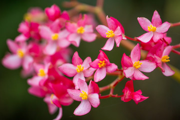 Fototapeta na wymiar Begonia flowers blooming