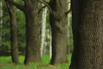  Trunks of trees on a green background.