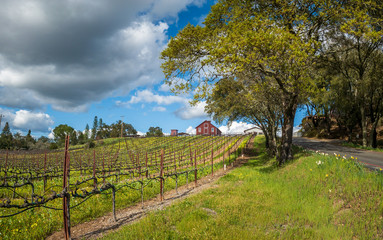 Naklejka premium An uphill view of spring in the Sonoma Wine country. A vineyard is on the left with buildings at the top of the hill. Green grass flowers and trees in the center. A road in right. Clouds and blue sky.