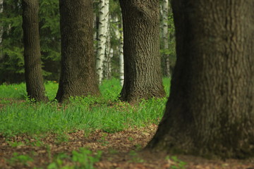 The trunks of trees among the grass.