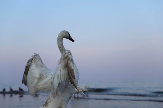 Swan