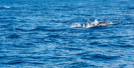 Fototapeta premium Dolphin watching Madeira Atlantic
