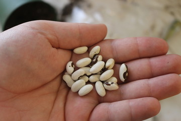 Black-eyed pea know as black california pea or goat peat Vigna unguiculata . Full frame close macro background