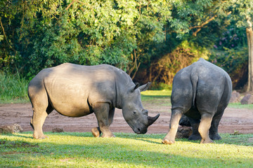 Fototapeta premium Rhihoceros fight in Uganda