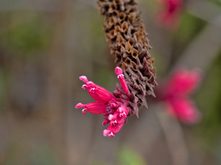 Red bushes flowers in the mountains of Salvador