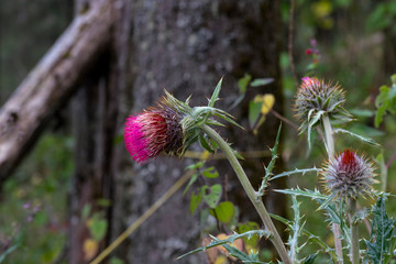 Flor morada con espinas nativa de los bosques de michoacan