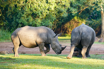 Fototapeta premium Rhihoceros fight in Uganda