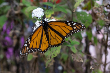 Mariposa monarca colorida en el bosque de michoacan