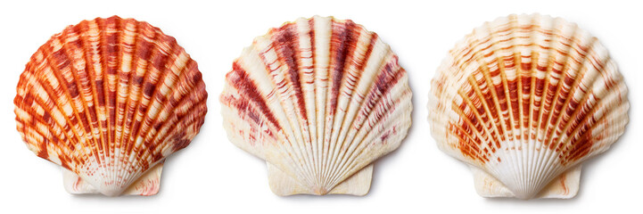 Set of sea shells, isolated on white background