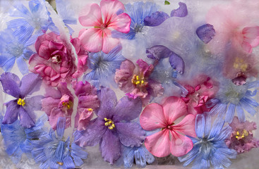 Background of violet,  balsamine, geranium, chicory (succory) flower   frozen in ice