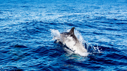 Dolphin watching Madeira Atlantic